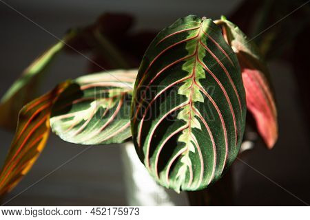 Beautiful Maranta Leaves With An Ornament On A Grey Background Close-up. Maranthaceae Family Is Unpr