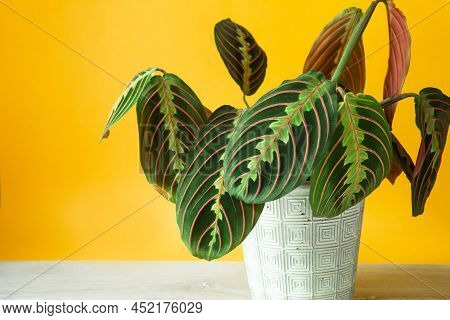Beautiful Maranta Leaves With An Ornament On A Yellow Background Close-up. Maranthaceae Family Is Un