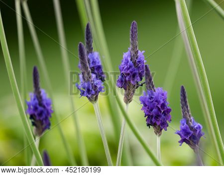Flowering Lavender Multi-cut (lat. Lavandula Multifida), A Medicinal And Aromatic Plant