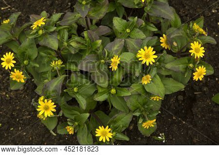 The  Mexican Creeping Zinnia (sanvitalia Procumbens) In The Botanical Garden.