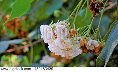 Closeup Of Flower Dombeya Reclinata Or Mahot Rouge