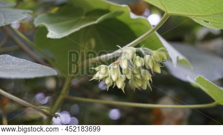 Closeup Of Flower Dombeya Reclinata Or Mahot Rouge