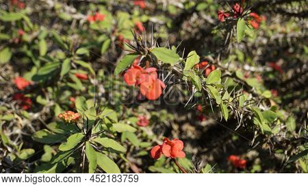 Euphorbia Milii Also Known As Crown Of Thorns, Christs Plant Etc