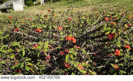 Euphorbia Milii Also Known As Crown Of Thorns, Christs Plant Etc