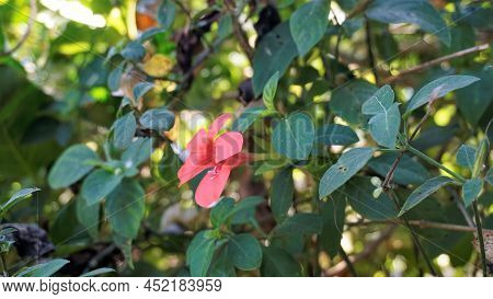 Barleria Repens Also Known As Coral Creeper, Pink Ruellia