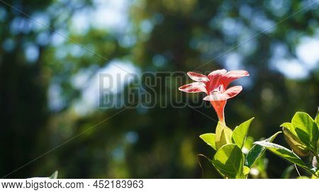 Barleria Repens Also Known As Coral Creeper, Pink Ruellia