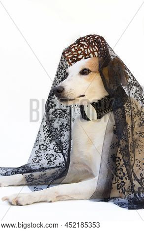 Female Dog With Mantilla And Spanish Peineta Isolated On White Background.celebration Of The May Rev