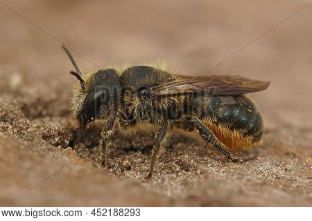 Closeup On A Female Jersey Mason Be, Osmia Niveata Sitting On Wood In The Garden