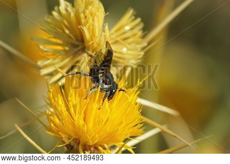 Closeup On A Female Mediterranean Golden Wood Boorer Solitary Bee, Lithurgus Chrysurus, Collecting P