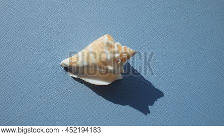 Seashell Of Sea Snail Florida Fighting Conch (strombus Alatus) On A Blue Background. Place Of Find: 