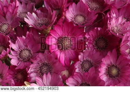 Bouquet Of Purple Flowers Xeranthemum L. Closeup. Top-down View