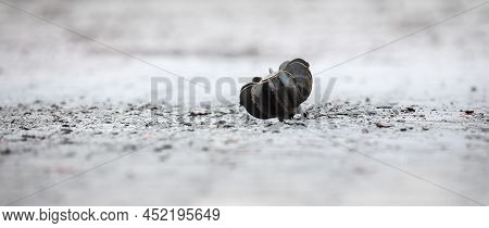 War In Ukraine. Unexploded Mine