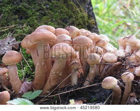Young Honey Agarics