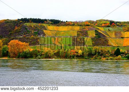 Very Steep Colorful Autumn Vineyards Above The Rhine