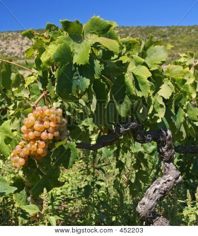 Vineyard