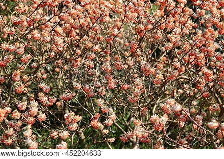 Full Frame Image Of Orange Edgeworthia Shrub In Full Bloom In Spring Time
