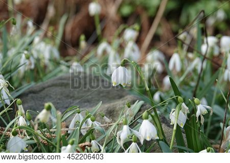 Leucojum Vernum Is Spring White Flower Is An Early-flowering Plant That Looks Like A Snowdrop. Leuco