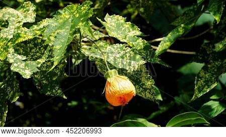 Abutilon Pictum Also Known As Chinese Lantern, Painted Indian Mallow