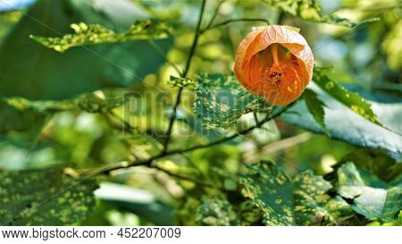Abutilon Pictum Also Known As Chinese Lantern, Painted Indian Mallow
