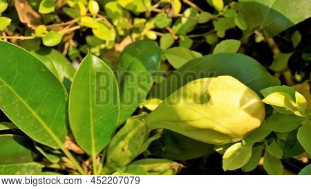 Solandra Maxima Also Known As Hawaiian Lilly, Golden Chalice Vine