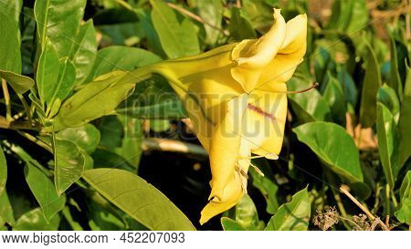 Solandra Maxima Also Known As Hawaiian Lilly, Golden Chalice Vine