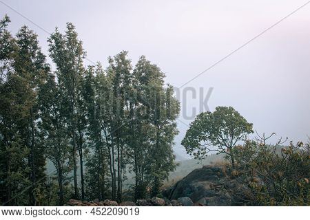 Trees Along Terrain Area In Shevaroy Hills, Yercaud, India