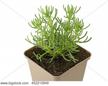 Artemisia Caucasica, Caucasian Mugwort, Herb Plant In Pot Isolated On White Background, Close Up Of 