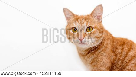 Portrait Of A Red Cat Isolated On White Background . Big Smart Eyes And A Pink Nose. Cat Looks At Th