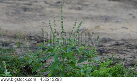 Ocimum Americanum Called As Kattu Thulasi In Tamil Language With Its Natural Green Background.