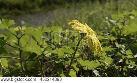 Closeup Of Yellow Colour Flower From Plant Luffa Cylindrical Also Known As Sponge Gourd, Climbing Ok