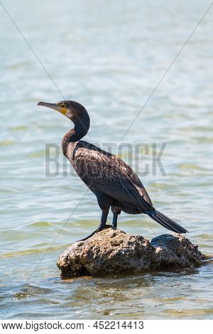 Great Cormorant, Phalacrocorax Carbo, Standing On A Stone On The Sea Shore. The Great Cormorant, Pha