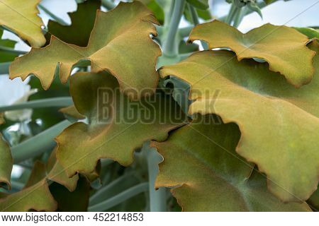 Detail Shot Of Some Felt Bush Leaves
