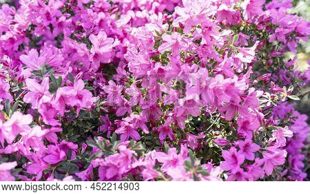 Floral Background Of Pink Purple Rhododendron Flowers Close Up Copy Space, Botanical Rhododendron Po