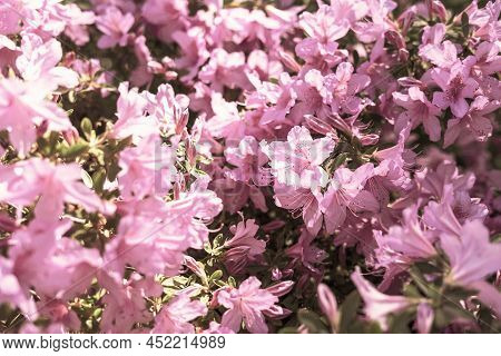 Floral Background Of Pink Purple Rhododendron Flowers Close Up Copy Space, Botanical Rhododendron Po