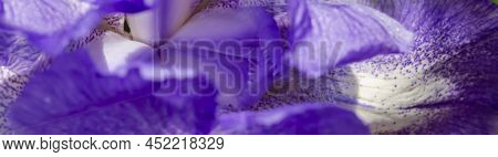 Wide Abstract Bckground. Blueiris Flower Inside View. Blooming Blue Iris Close Up.