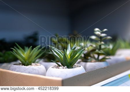 Close-up, Ornamental Plants For Home Decor On A Shop Window.