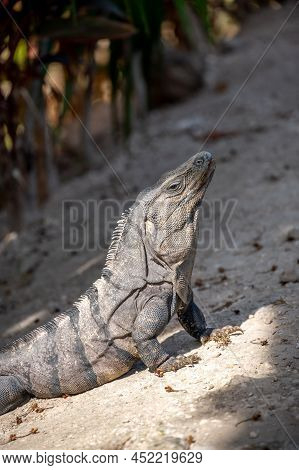 Iguana At A Resort In Mexico's Riviera Maya.