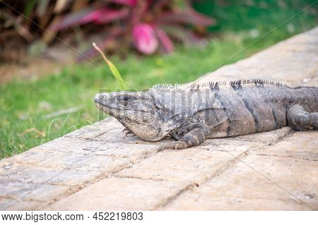Iguana At A Resort In Mexico's Riviera Maya.