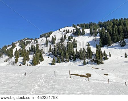 Evergreen Forest Or Coniferous Trees In Early Spring On The Slopes Of The Alpine Mountains Around Th