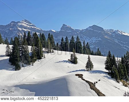 Evergreen Forest Or Coniferous Trees In Early Spring On The Slopes Of The Alpine Mountains Around Th