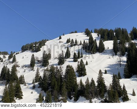 Evergreen Forest Or Coniferous Trees In Early Spring On The Slopes Of The Alpine Mountains Around Th
