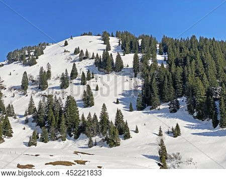 Evergreen Forest Or Coniferous Trees In Early Spring On The Slopes Of The Alpine Mountains Around Th
