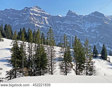 Evergreen Forest Or Coniferous Trees In Early Spring On The Slopes Of The Alpine Mountains Around Th