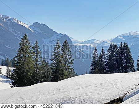 Evergreen Forest Or Coniferous Trees In Early Spring On The Slopes Of The Alpine Mountains Around Th