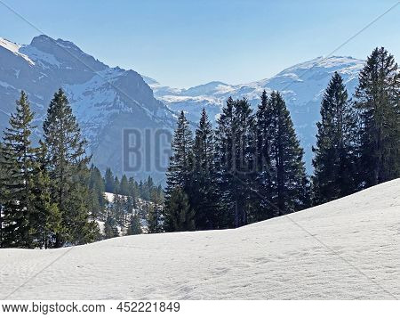 Evergreen Forest Or Coniferous Trees In Early Spring On The Slopes Of The Alpine Mountains Around Th