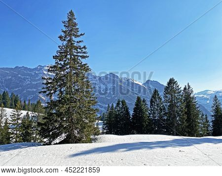 Evergreen Forest Or Coniferous Trees In Early Spring On The Slopes Of The Alpine Mountains Around Th
