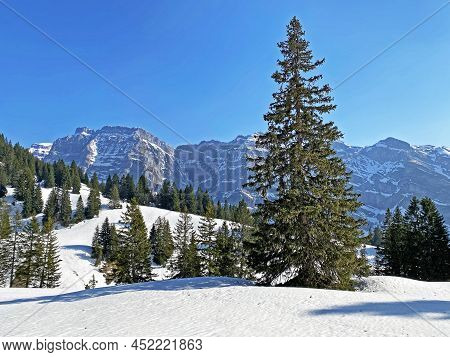 Evergreen Forest Or Coniferous Trees In Early Spring On The Slopes Of The Alpine Mountains Around Th
