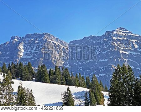 Evergreen Forest Or Coniferous Trees In Early Spring On The Slopes Of The Alpine Mountains Around Th