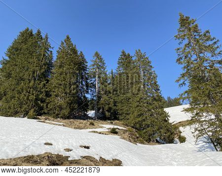 Evergreen Forest Or Coniferous Trees In Early Spring On The Slopes Of The Alpine Mountains Around Th