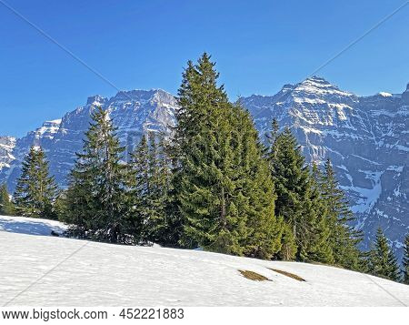 Evergreen Forest Or Coniferous Trees In Early Spring On The Slopes Of The Alpine Mountains Around Th